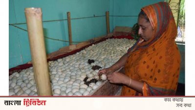 বাচ্চা ফোনোর জন্য ডিম সংগ্রহ করেছেন 