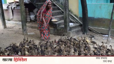 হাঁসে বাচ্চার যত্ন নিচ্ছেন রোপেজুন নেছা