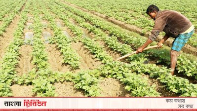 শৈত্যপ্রবাহে ক্ষতির আশঙ্কায় রাজশাহীর কৃষকেরা