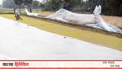 শৈত্যপ্রবাহে ক্ষতির আশঙ্কায় রাজশাহীর কৃষকেরা