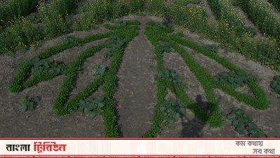 সরিষা ক্ষেতে শাপলা ফুলের নকশা