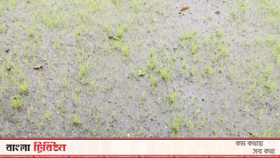 শেরপুরে ঘন কুয়াশার কবলে বোরো ধানের বীজতলা