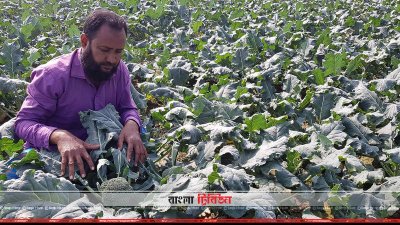 ব্রুকলি ক্ষেতের পরিচর্যা করছেন চাষি