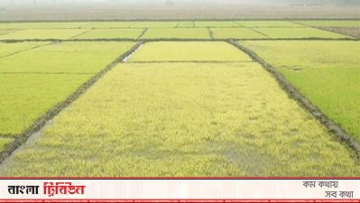 শৈত্যপ্রবাহে বোরো ধানের বীজতলা নষ্টের আশঙ্কা