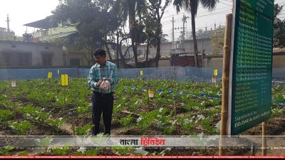 পরিকল্পতিভাবে ব্রুকলি চাষ করা হচ্ছে