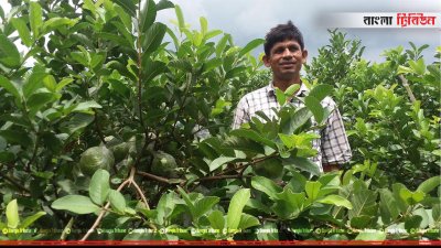 পেয়ারা বাগানে কবিরুস