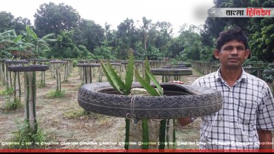 ড্রাগন বাগানে কবিরুস