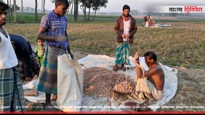 ক্ষেতেই আলু বিক্রি করে দিচ্ছেন চাষিরা