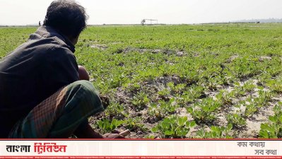 তিস্তা-ধরলার বুকে একাধিক চর, বেড়েছে ফসলের চাষাবাদ