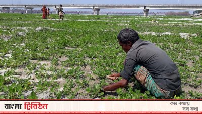 তিস্তা-ধরলার বুকে একাধিক চর, বেড়েছে ফসলের চাষাবাদ