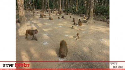 দর্শনার্থী দেখলেই ক্ষুধার্ত বানরগুলো ছুটে আসে খাবারের জন্য