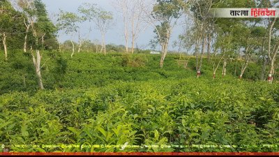 চা বাগান