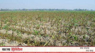 লেট ব্লাইট রোগে আক্রান্ত আলু ক্ষেত