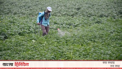 আলু ক্ষেত স্প্রে করছেন কৃষক