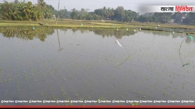 বর্জ্য মিশ্রিত পানি কৃষি জমিতে