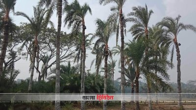 বিভিন্ন গাছ থেকে রস সংগ্রহ করছেন গাছিরা