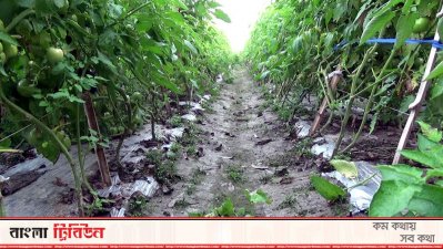জনপ্রিয় হয়ে উঠছে মালচিং পদ্ধতিতে সবজি চাষ