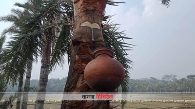 খেজুরের রস সংগ্রহ করা হচ্ছে