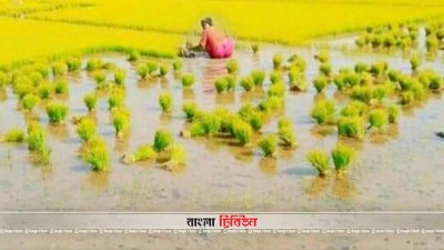 বীজতলা থেকে ধানের চারা তুলছেন কৃষক