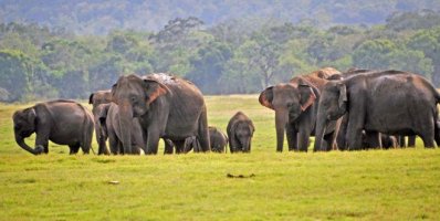 শ্রীলঙ্কায় রেকর্ড পরিমাণ হাতির মৃত্যু