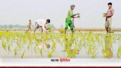 পচে যাওয়া ও লাল হয়ে যাওয়া নিয়ে চিন্তিত কৃষক