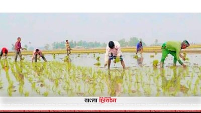 ধানের চারা বপনে ব্যস্ত সময় পার করছেন কৃষকরা