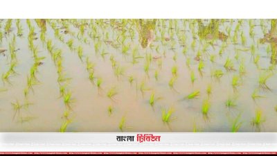 জমিতে বোরো ধানের চারা রোপন