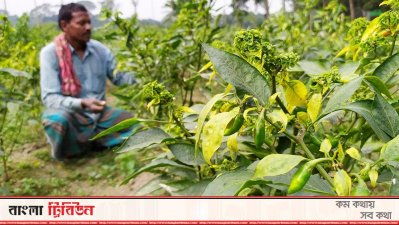 মানিকগঞ্জে লোকসানের আশঙ্কায় মরিচ চাষিরা