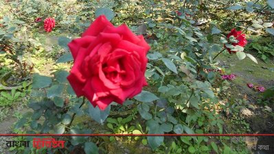 ফুলের চারা বিক্রি করে লাভবান নীলফামারীর চাষিরা