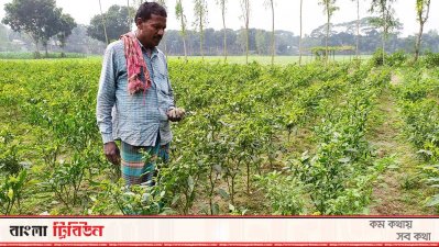 মানিকগঞ্জে লোকসানের আশঙ্কায় মরিচ চাষিরা
