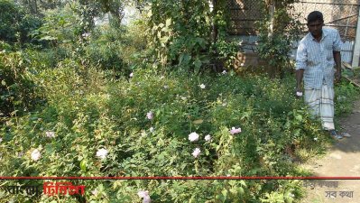 ফুলের চারা বিক্রি করে লাভবান নীলফামারীর চাষিরা