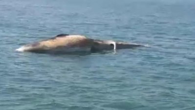 সেন্টমার্টিন সংলগ্ন বঙ্গোপসাগরে ভাসছে ‘বালেন’ প্রজাতির মৃত তিমি।