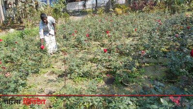 ফুলের চারা বিক্রি করে লাভবান নীলফামারীর চাষিরা