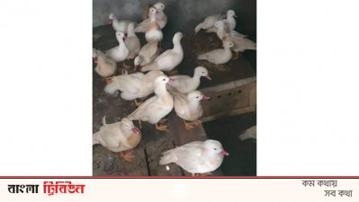 ভারতে পাচারকালে বিরল প্রজাতির ৪৯টি হাঁস উদ্ধার