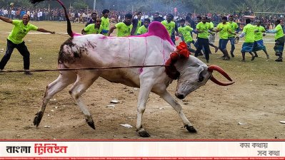 মানিকগঞ্জে শতবছরের ঐতিহ্যবাহী গরুদৌড় প্রতিযোগিতা