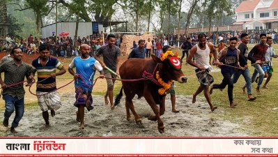 মানিকগঞ্জে শতবছরের ঐতিহ্যবাহী গরুদৌড় প্রতিযোগিতা