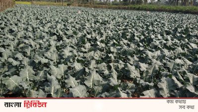 ‘ক্যান্সার প্রতিরোধী’ ব্রোকলিতে লাভও বেশি