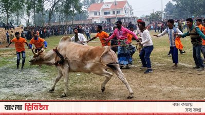 মানিকগঞ্জে শতবছরের ঐতিহ্যবাহী গরুদৌড় প্রতিযোগিতা