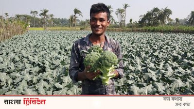 ‘ক্যান্সার প্রতিরোধী’ ব্রোকলিতে লাভও বেশি