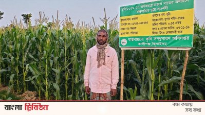ভুট্টায় দোল খাচ্ছে কৃষকের হাসি
