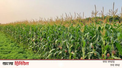 ভুট্টায় দোল খাচ্ছে কৃষকের হাসি