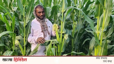 ভুট্টায় দোল খাচ্ছে কৃষকের হাসি