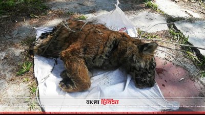 সুন্দরবনে বাঘের মৃত্যুতে তদন্ত কমিটি