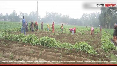 আলু ক্ষেতে কাজ করছেন শ্রমিকরা