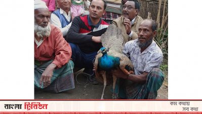 লোকালয়ে চলে আসা ময়ূর