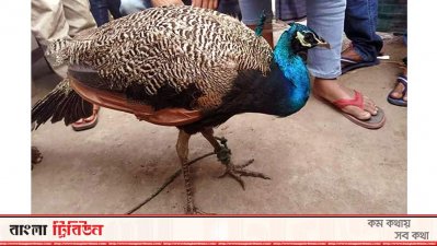 লোকালয়ে চলে আসা ময়ূর