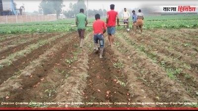 আলু ক্ষেতে কাজ করছেন শ্রমিকরা
