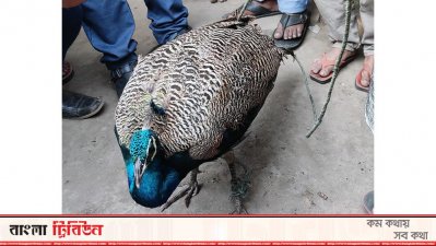 লোকালয়ে চলে আসা ময়ূর