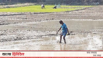 জমি তৈরি ও চারা রোপণে ব্যস্ত সময় পার করছেন কৃষকরা