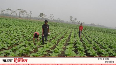 তামাক ক্ষেত